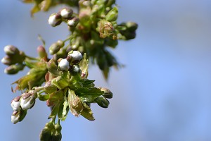 Kirsebærblomster_small