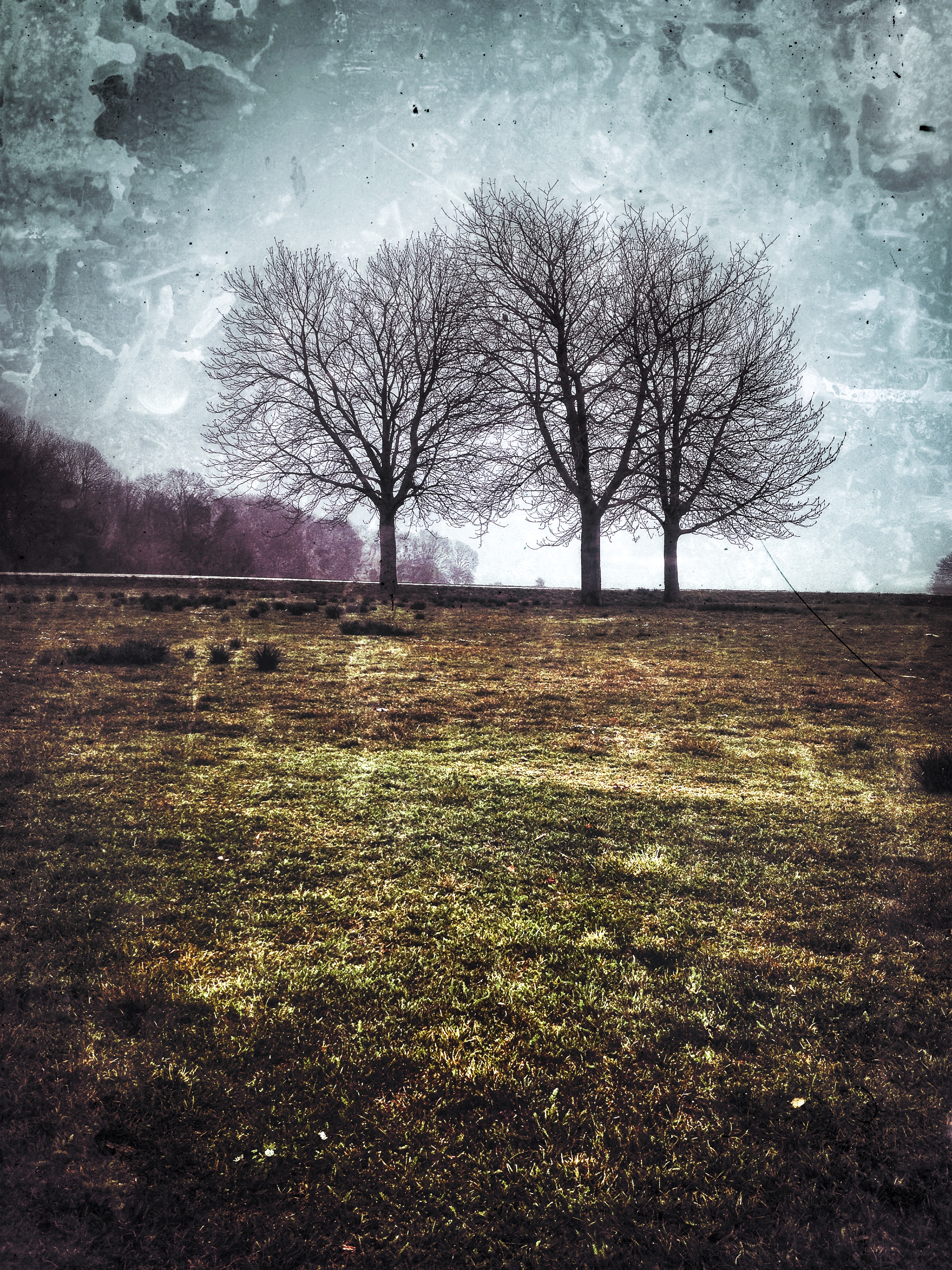 Trees