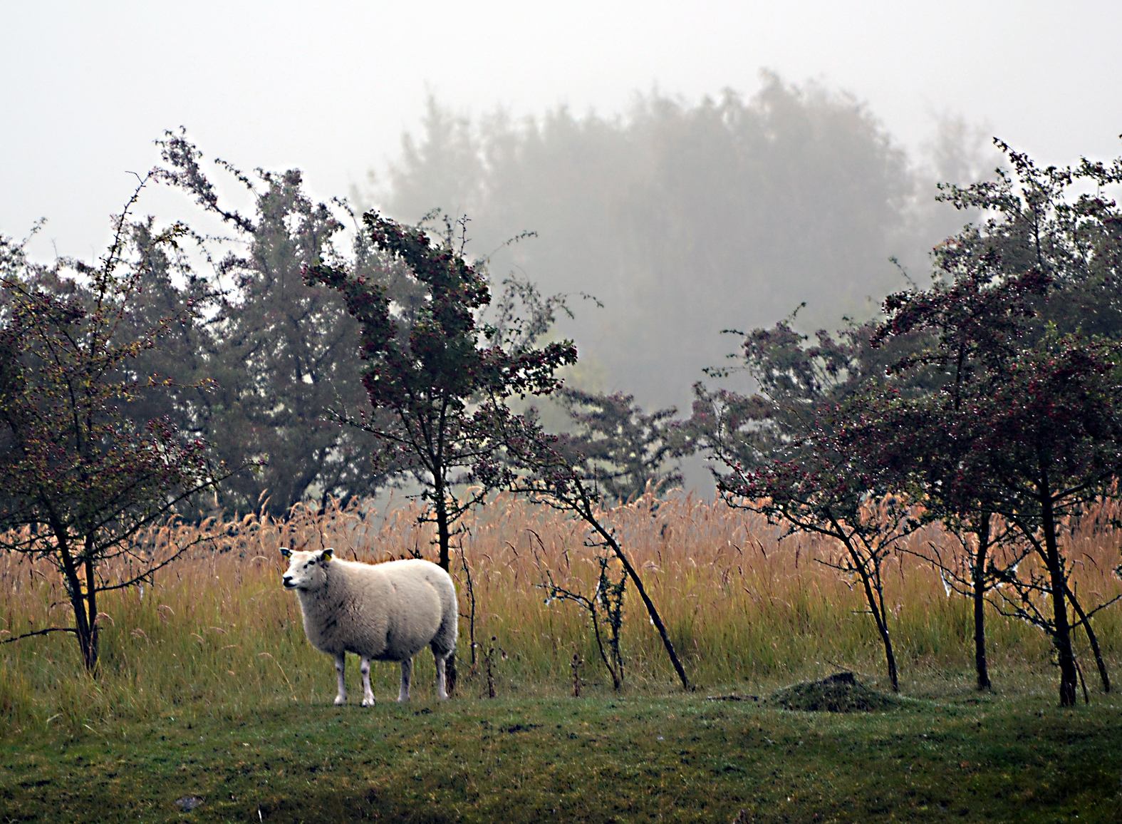 Ærø marts 2017 project