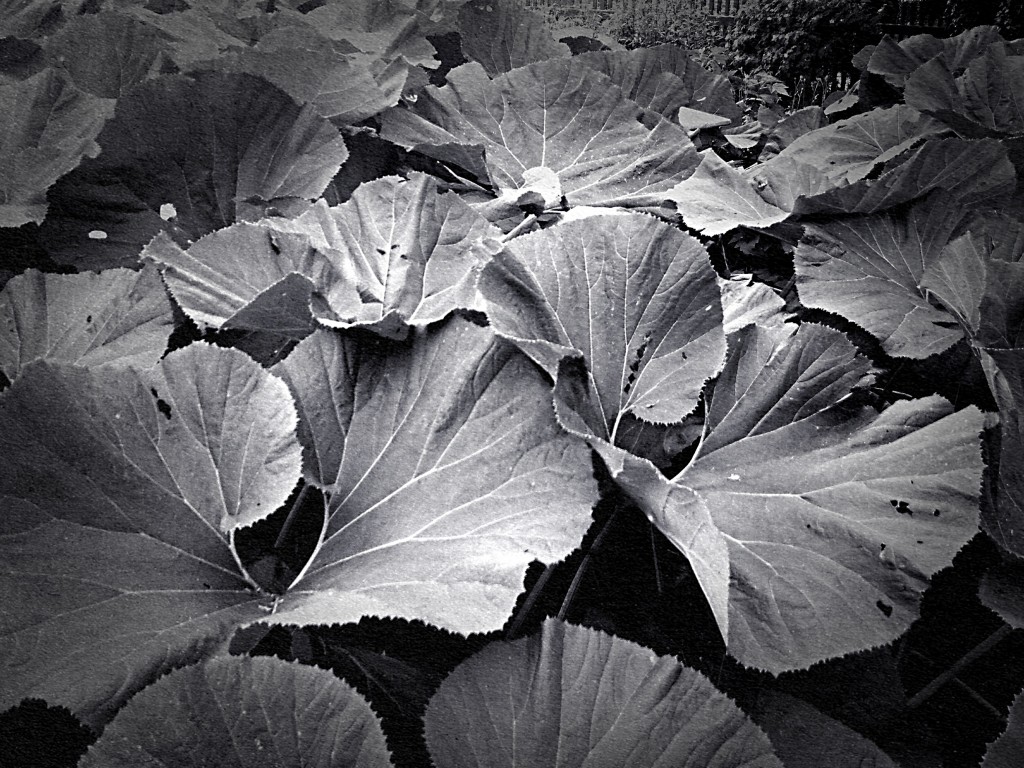 Black and white images
