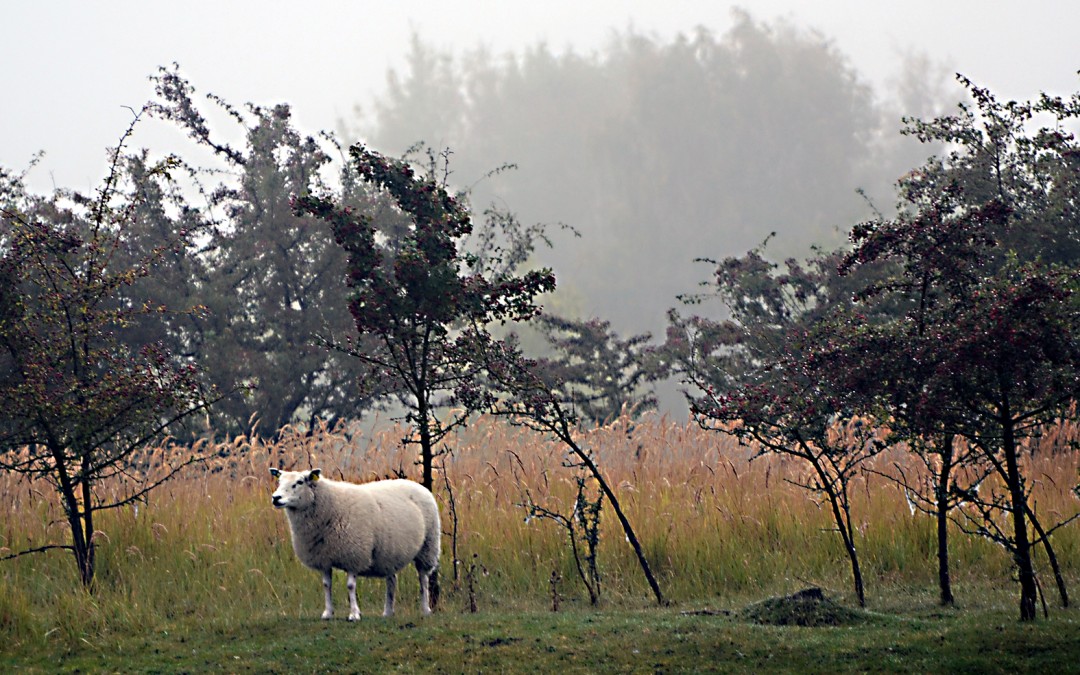 Ærø marts 2017 project